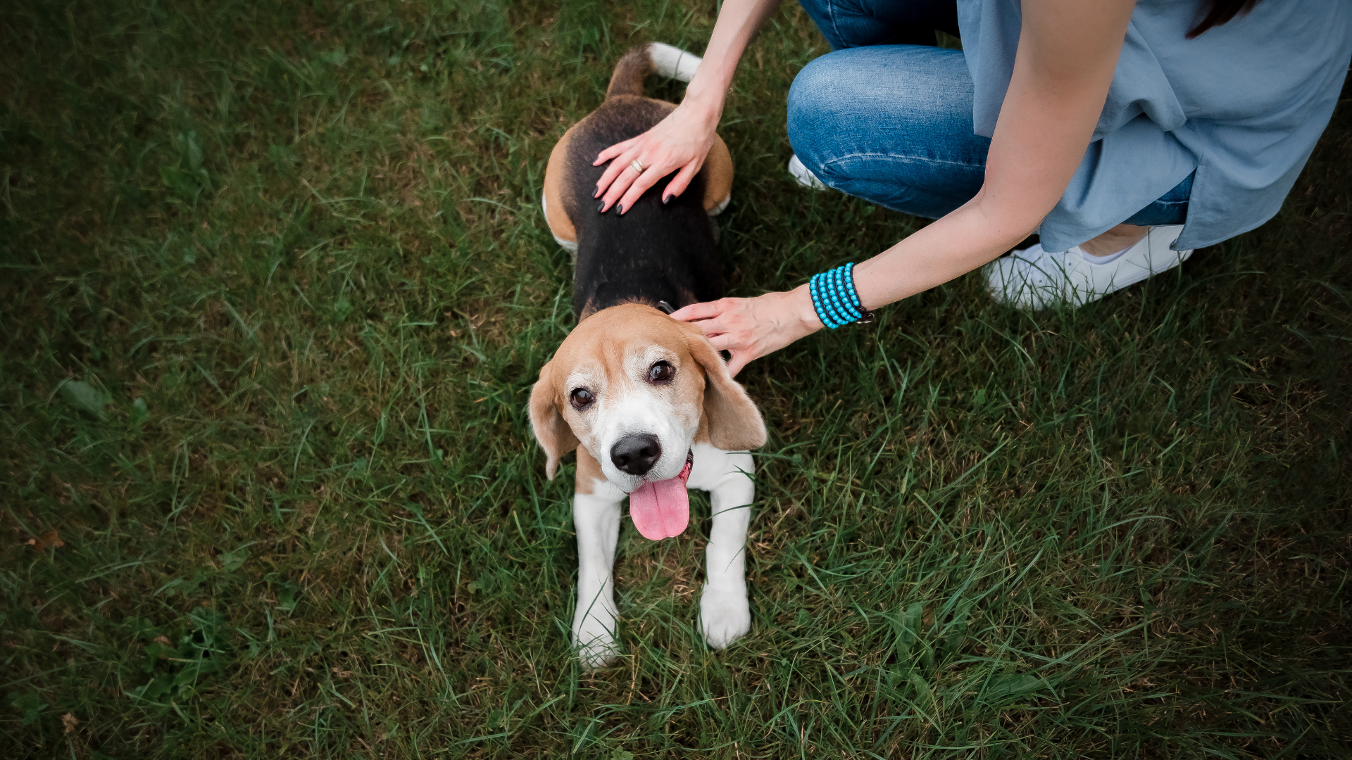 Best Collar for a Beagle Puppy