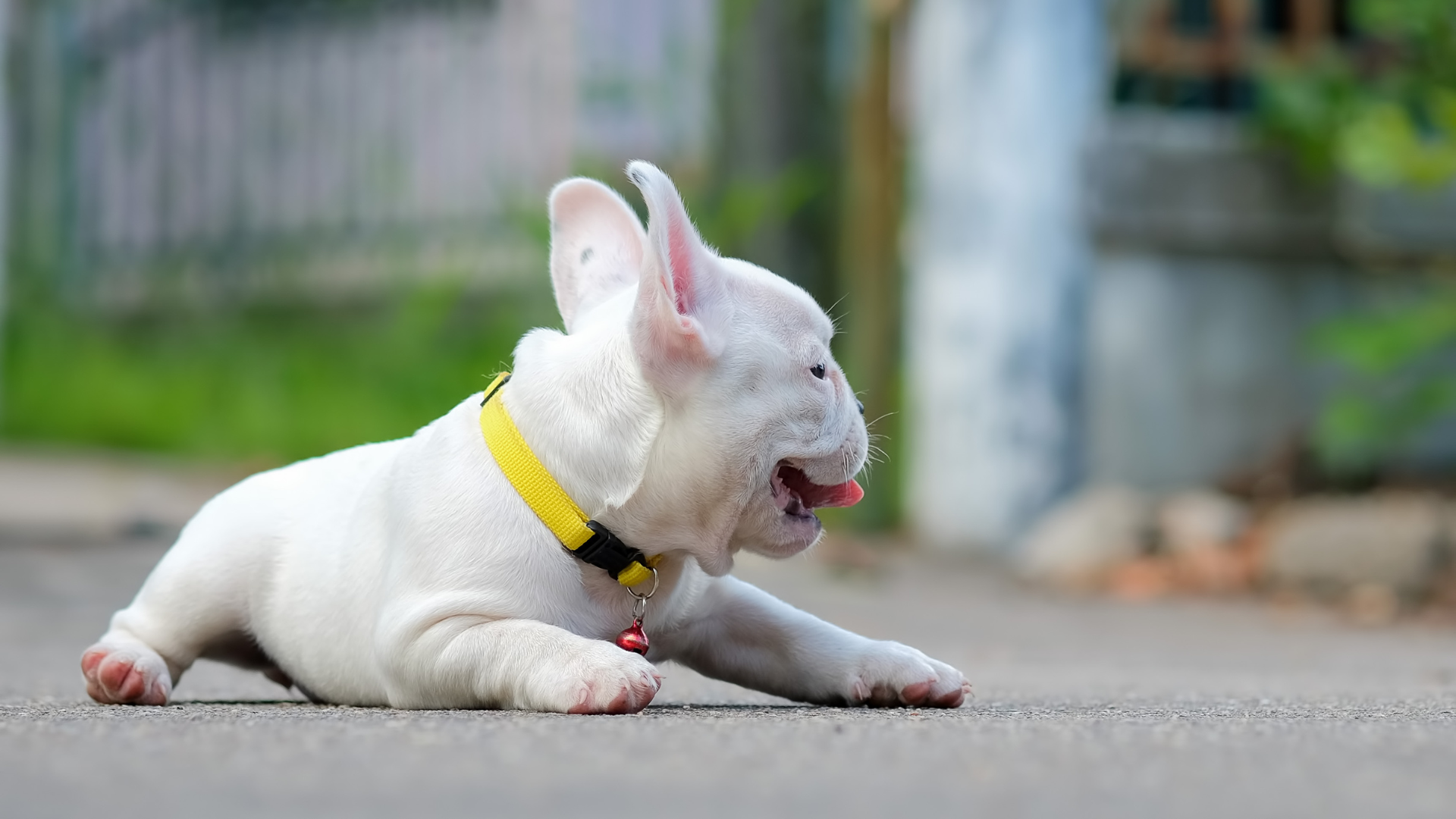 Best Collar for a Bulldog Puppy