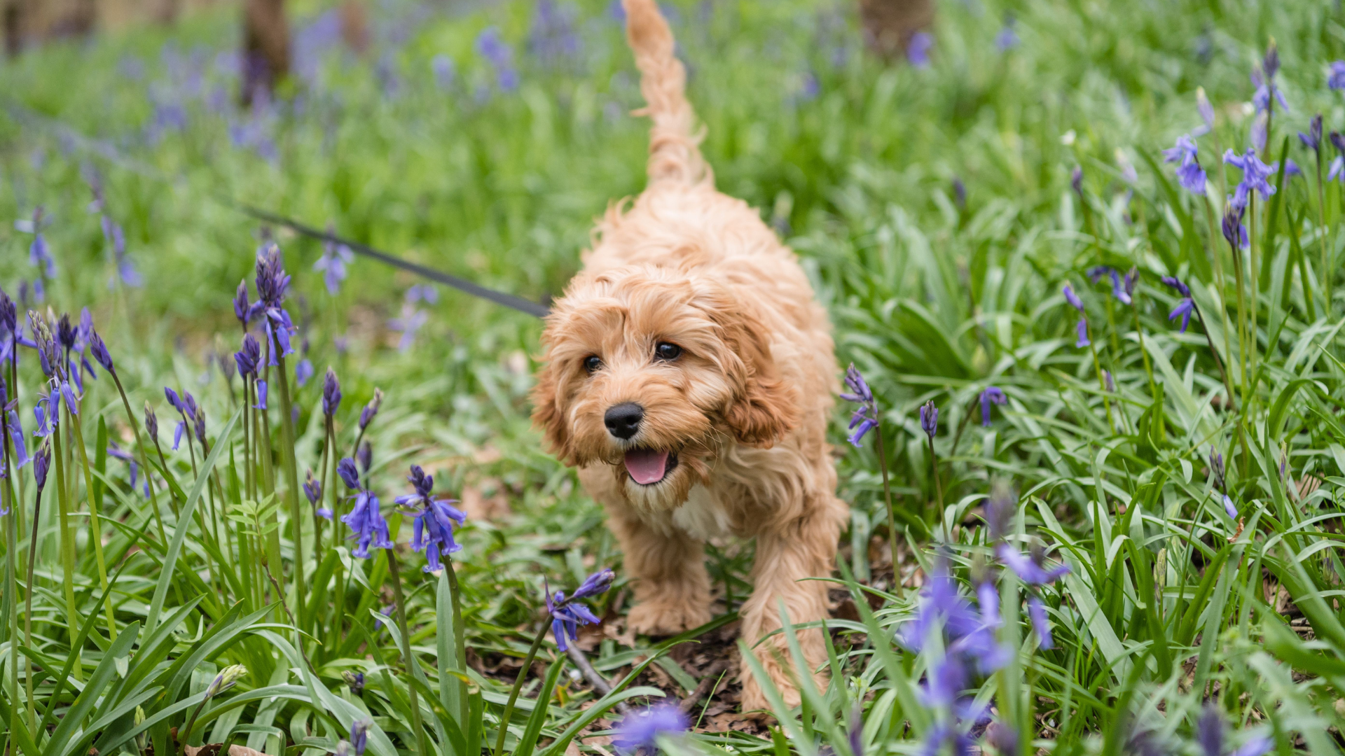Best Collar for a Cavapoo Puppy
