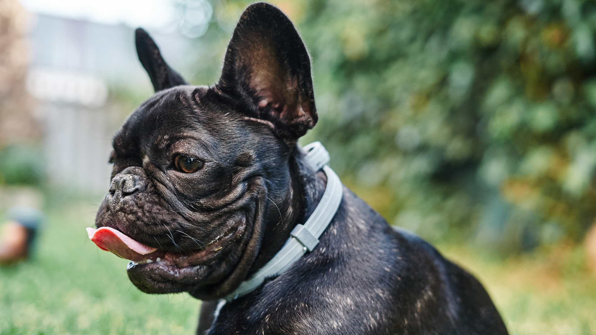 Best Collar for a French Bulldog Puppy