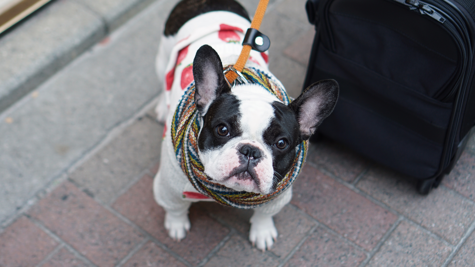 Best Collar for a French Bulldog Puppy