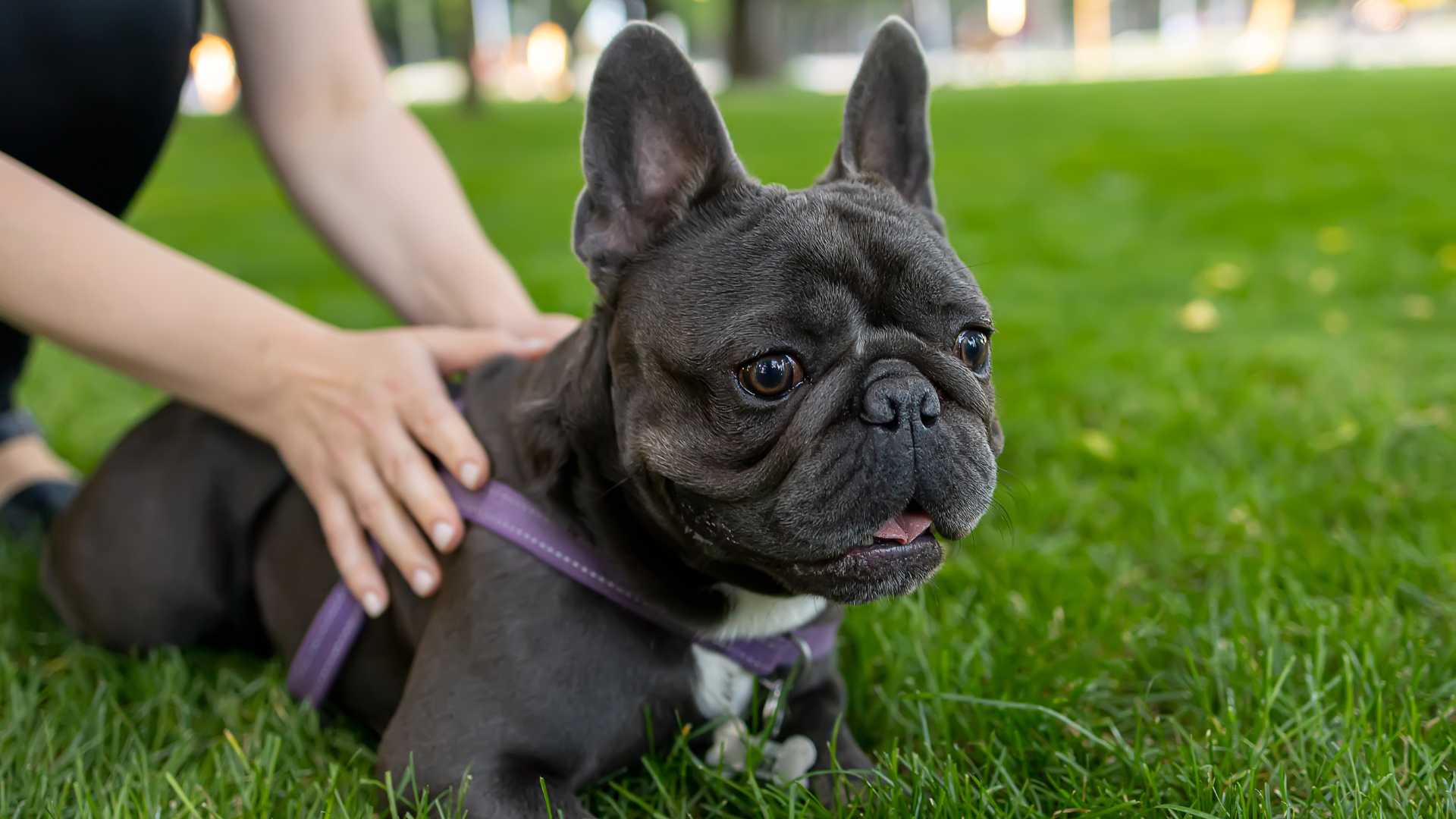 Find the Best Collar for a French Bulldog Puppy: A Guide