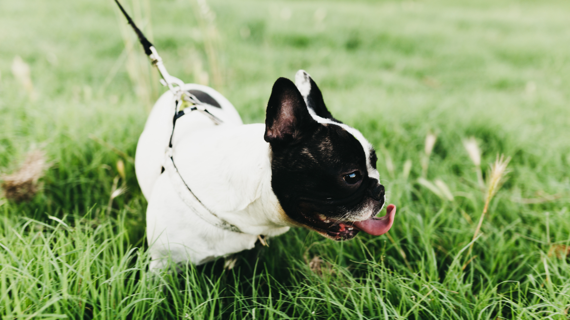 Best Collar for a French Bulldog Puppy