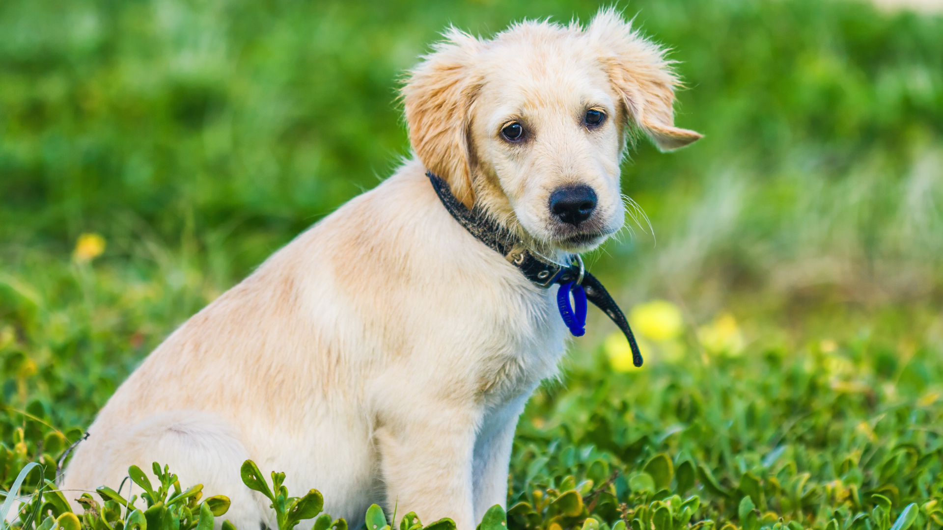 Best Collar for a Golden Retriever Puppy