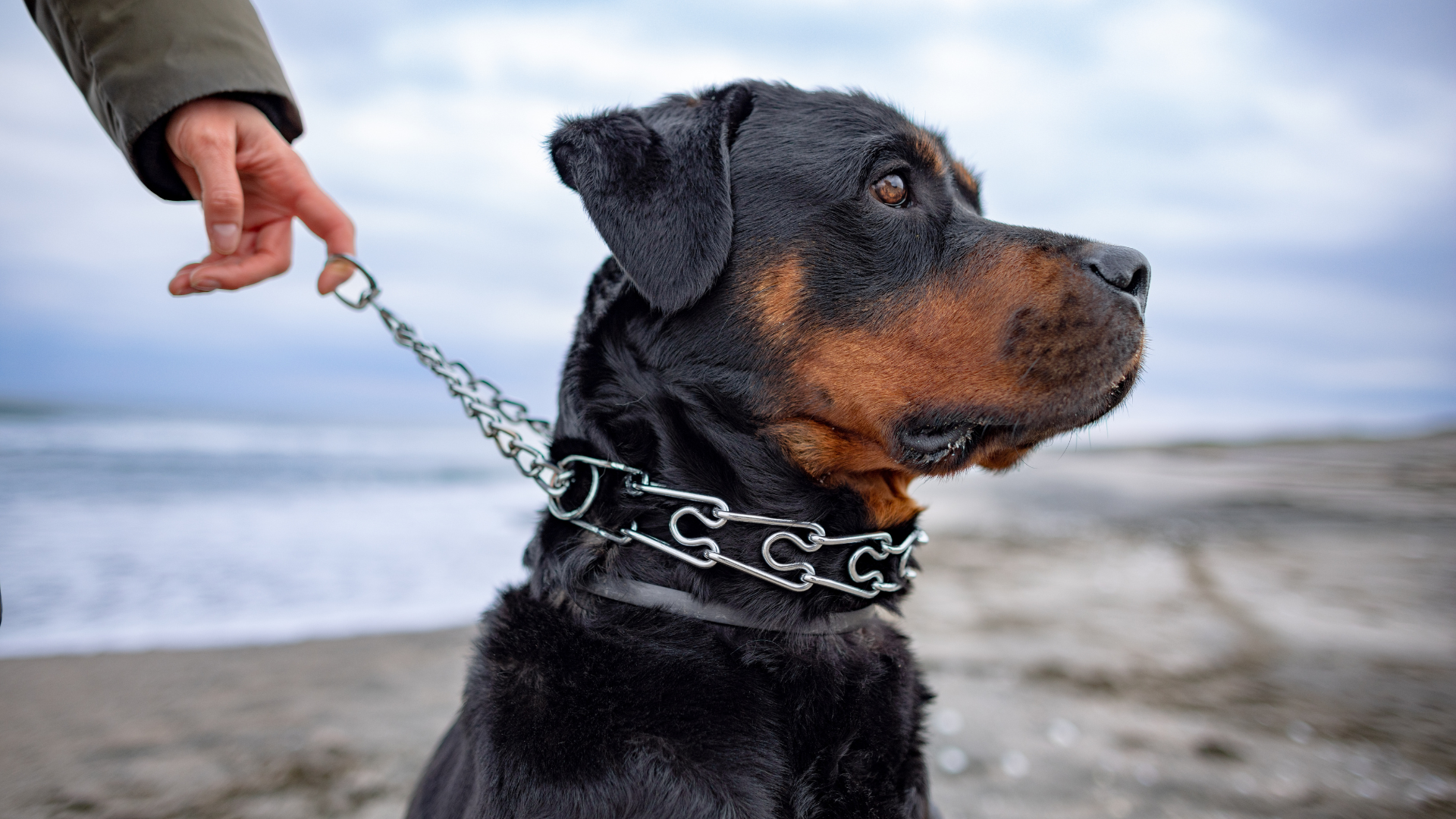 Best Collar for a Rottweiler Puppy