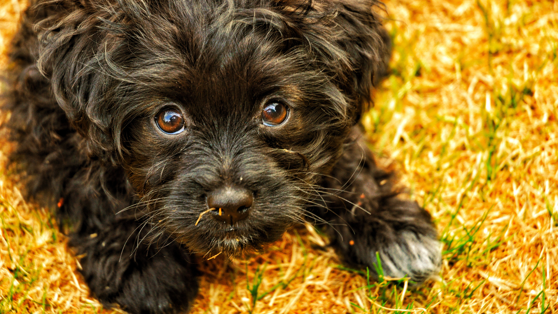 Best Collar for a Yorkipoo Puppy