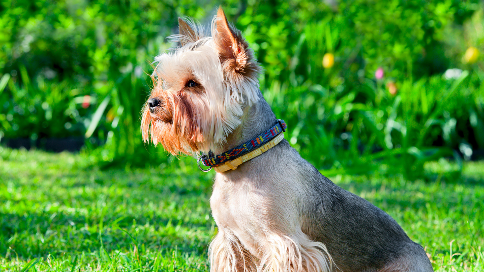 Best Collar For a Yorkshire Terrier Puppy