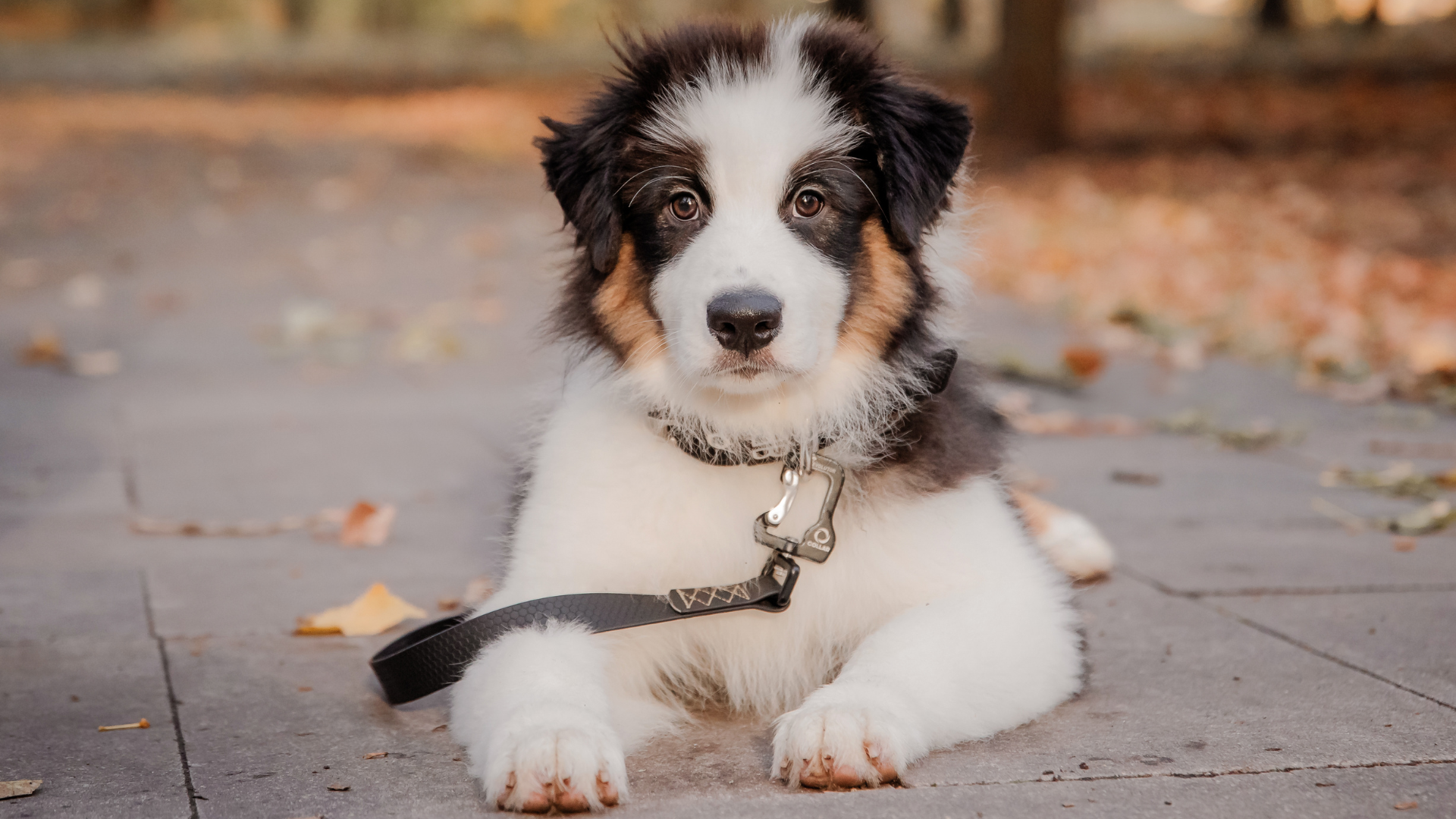 Best Collar for an Australian Shepherd Puppy! A Brief Guide!