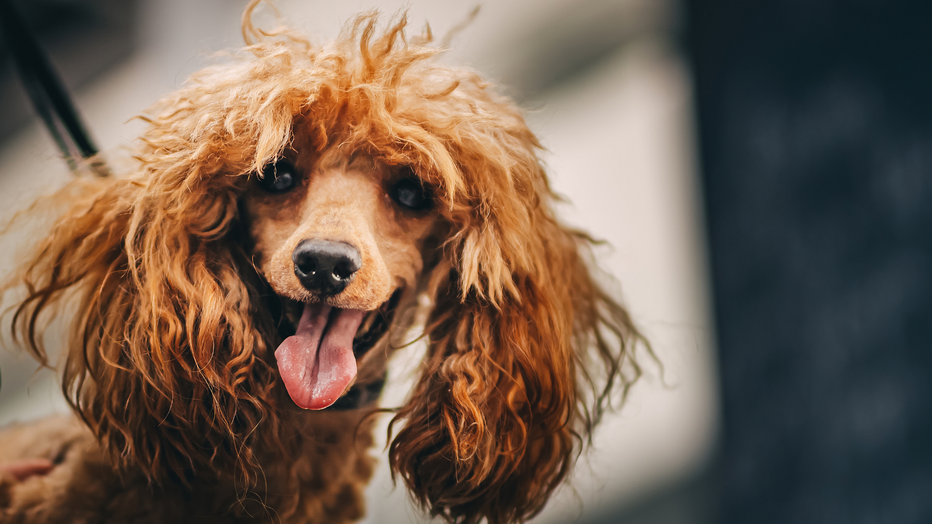 Best Curly-Haired Dog Breeds