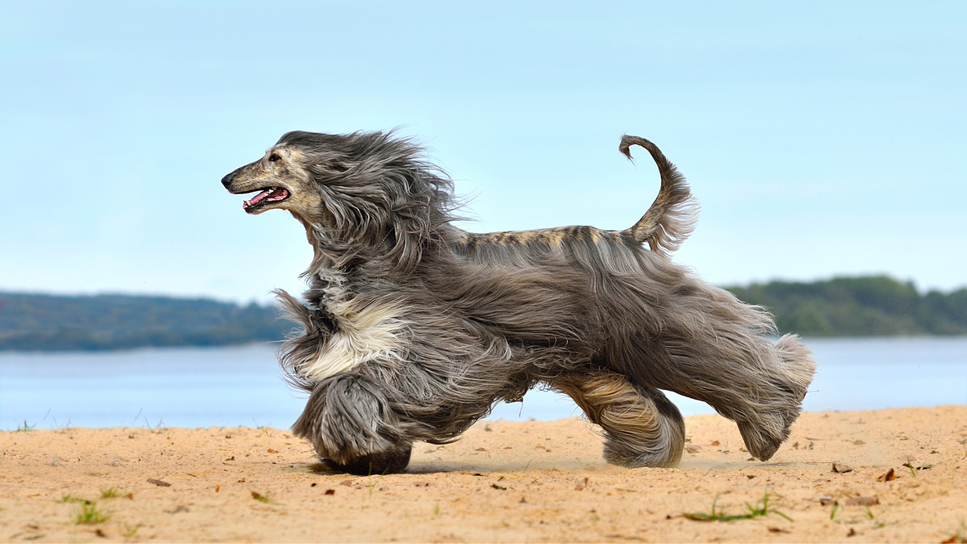 Best Docked-Tail Dog Breeds