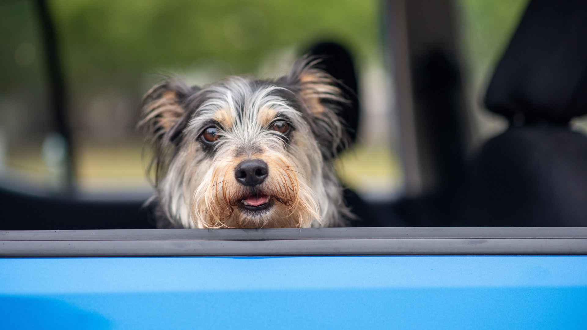 Best Dogs for Single People Who Frequently Travel
