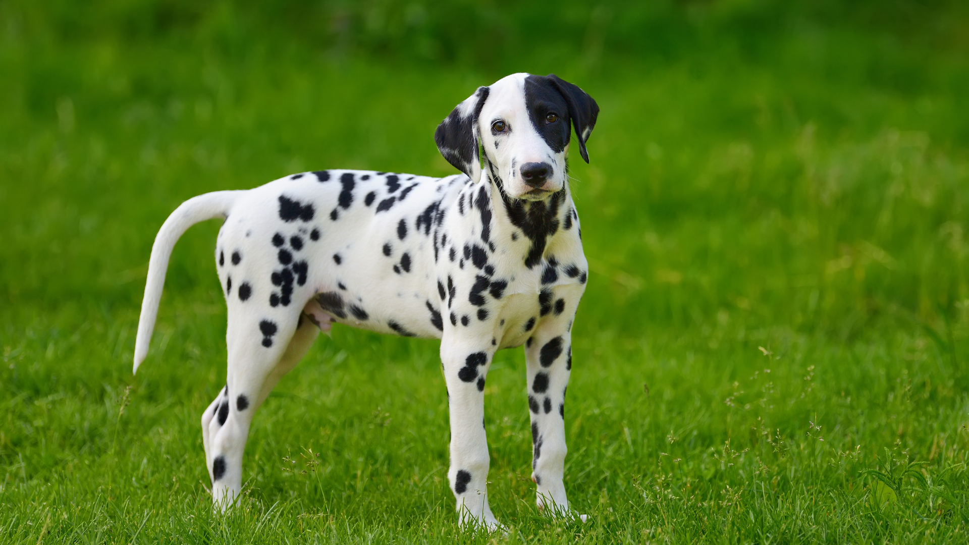 Best Dogs with Distinctive Markings