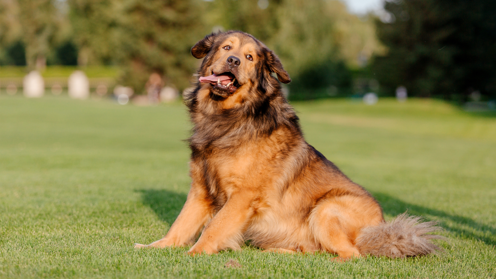 Best Giant Dog Breeds