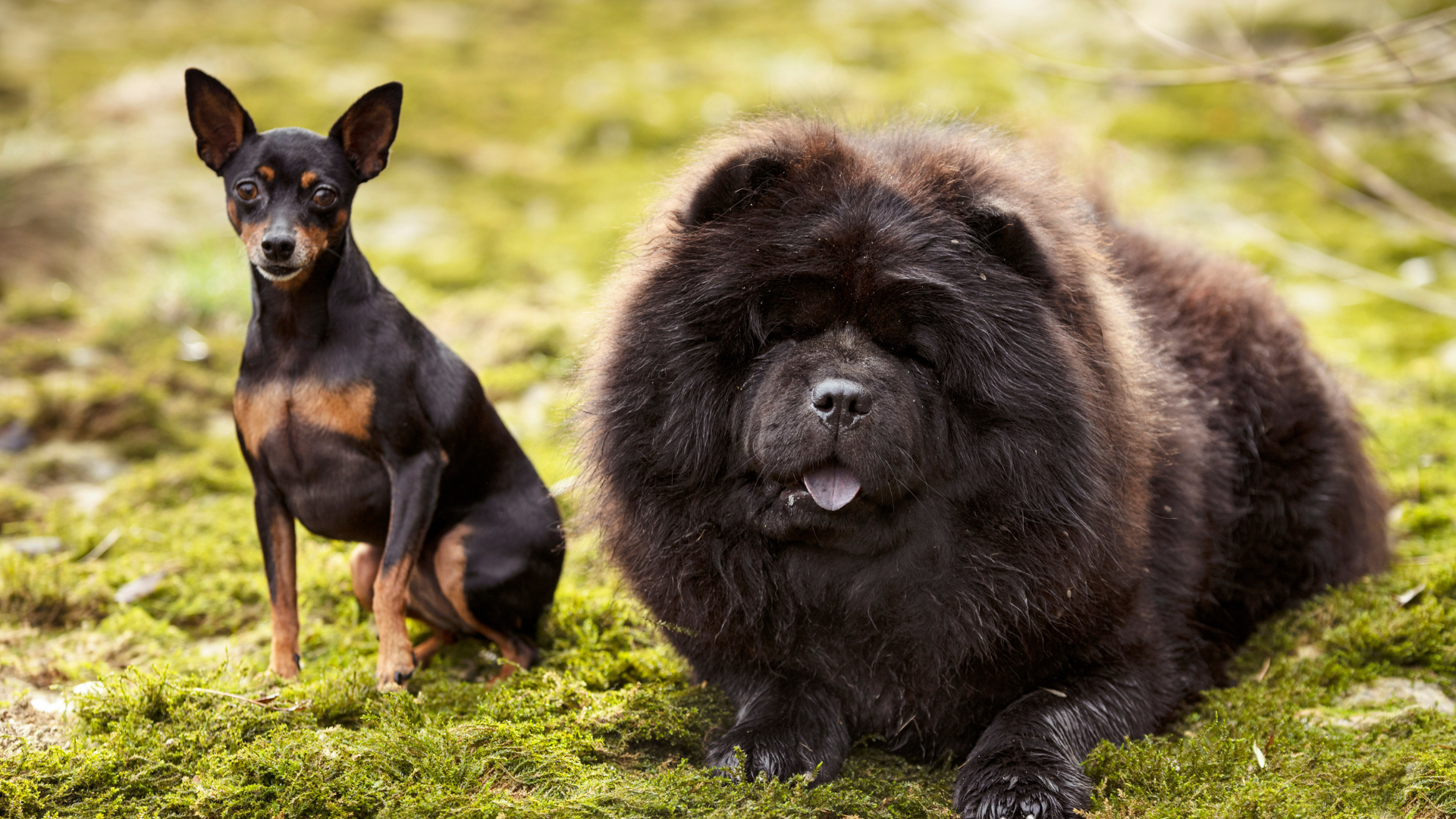 Best Medium-Sized Dog Breeds