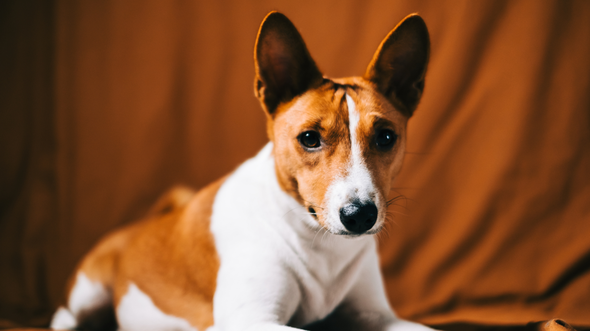 Best Short-Haired Dog Breeds