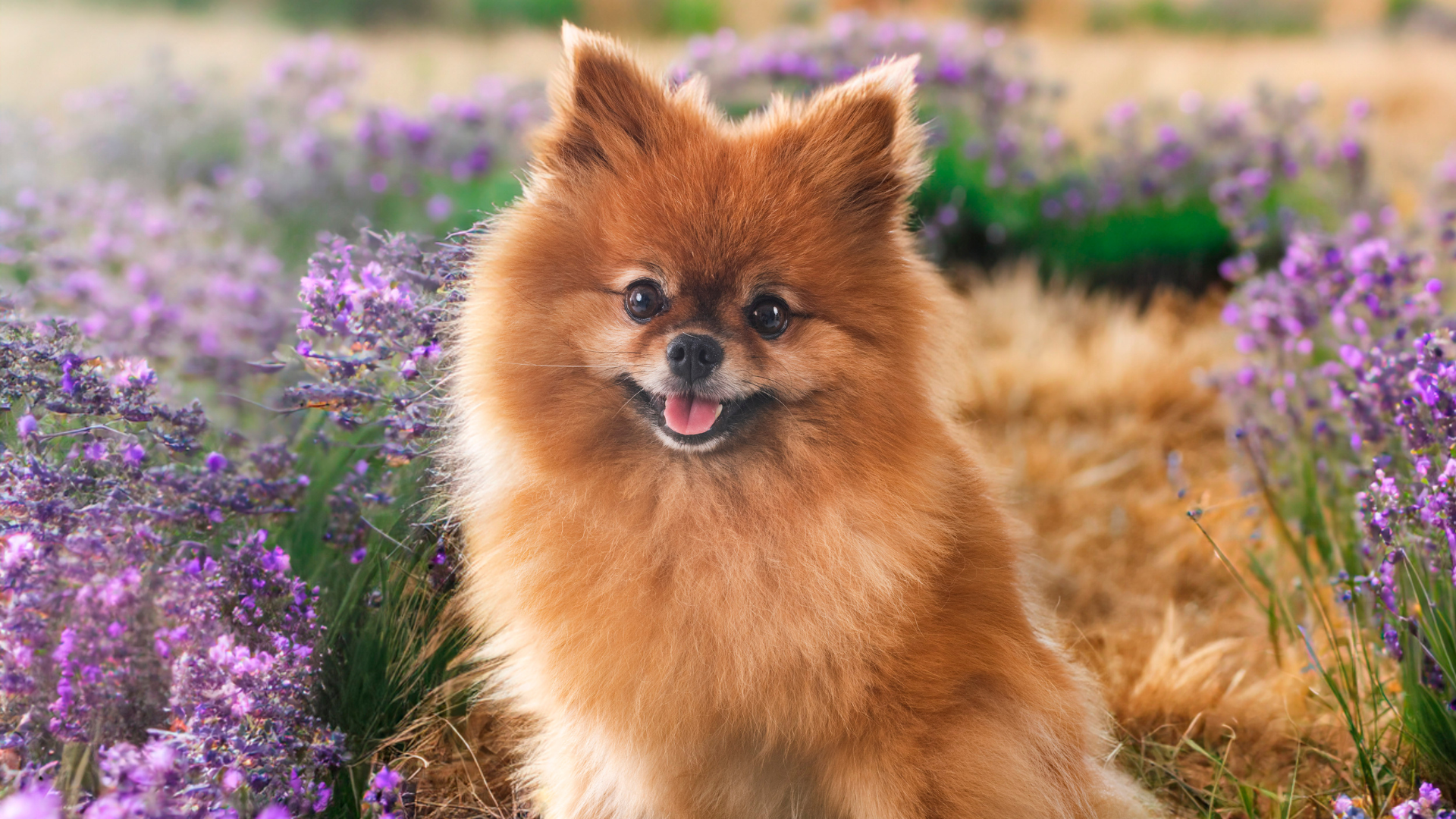 Best Small Brown Dog Breeds