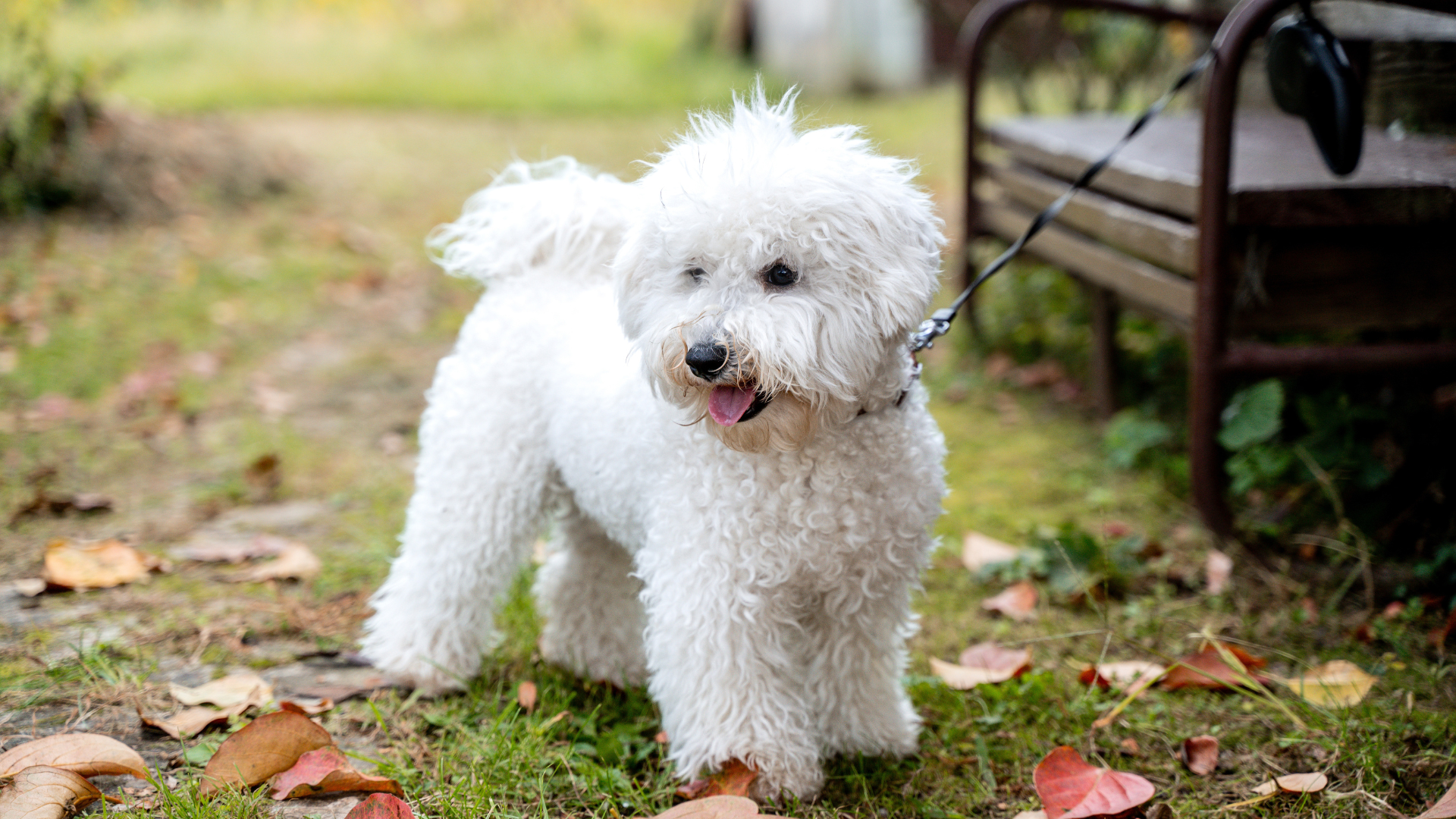 Best Curly-Haired Dog Breeds
