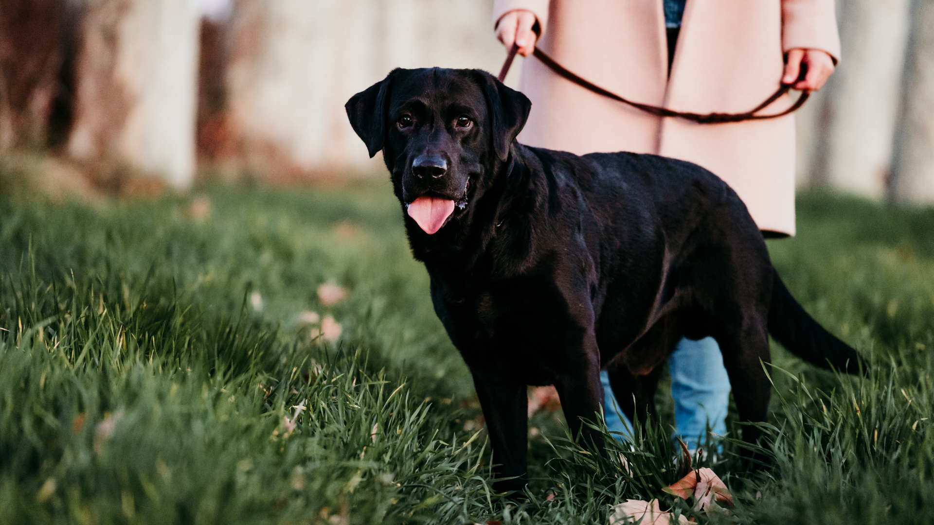 Black Labrador