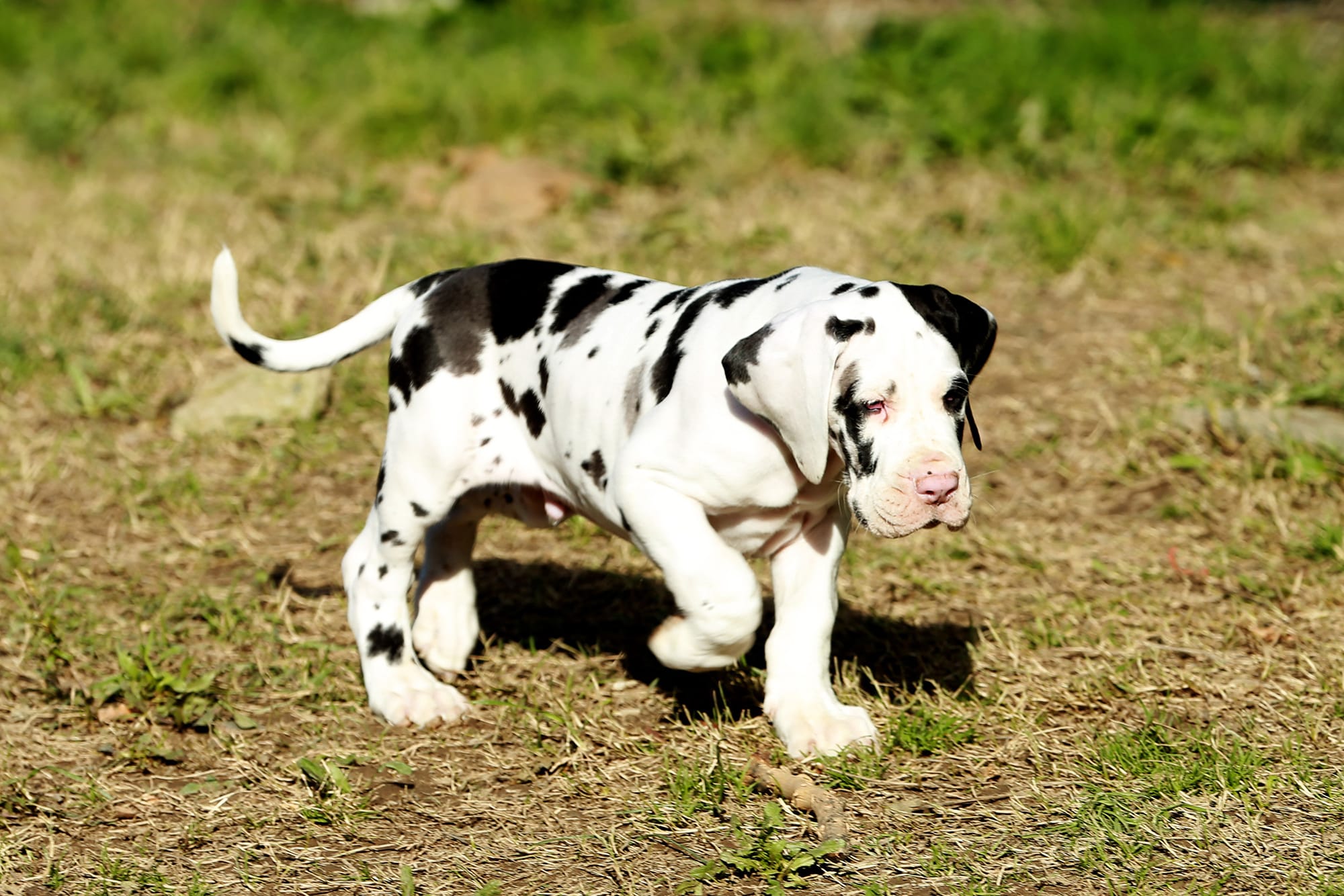 Best Collar for a Great Dane Puppy