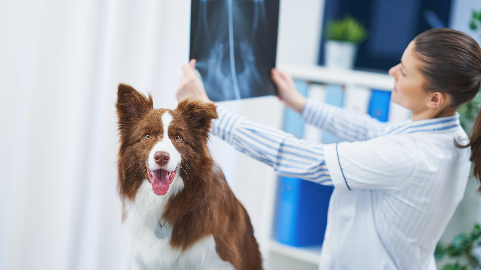 Bone Cancer in Dogs