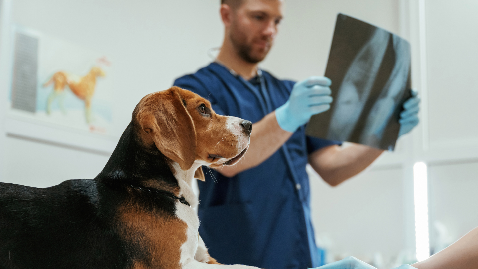 Bone Cancer in Dogs