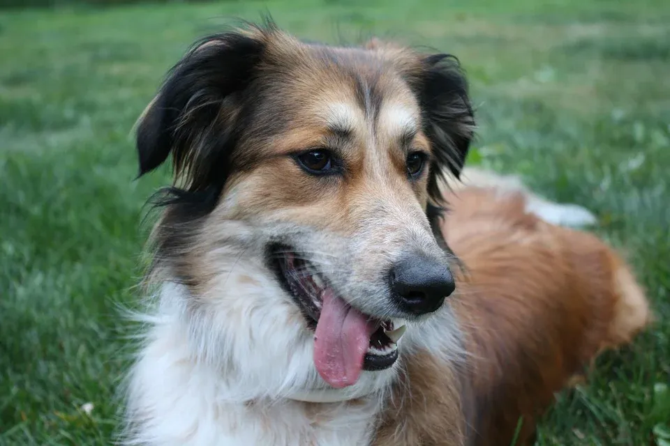 Border Collie Mix