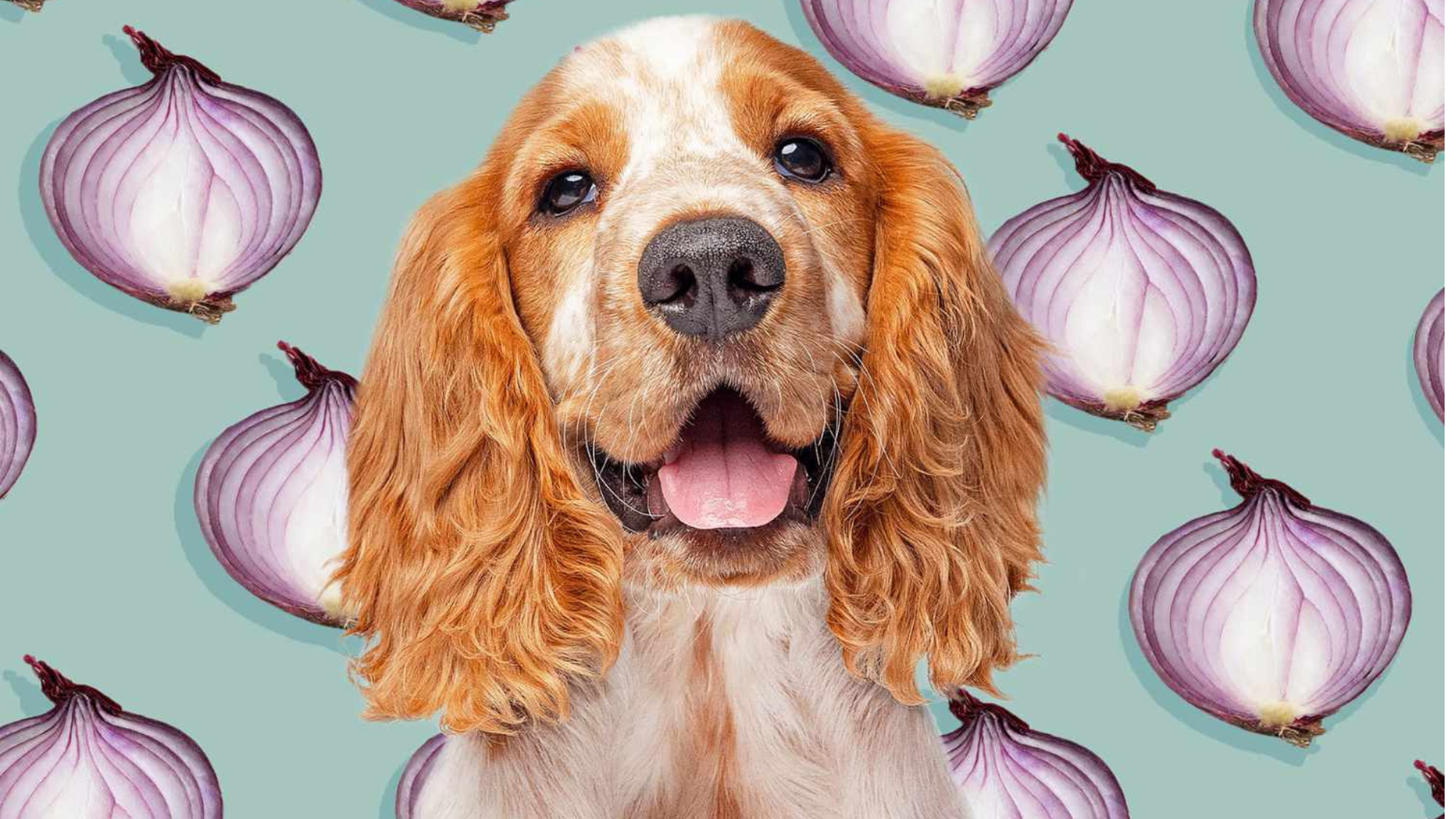Can Dogs Eat Onions