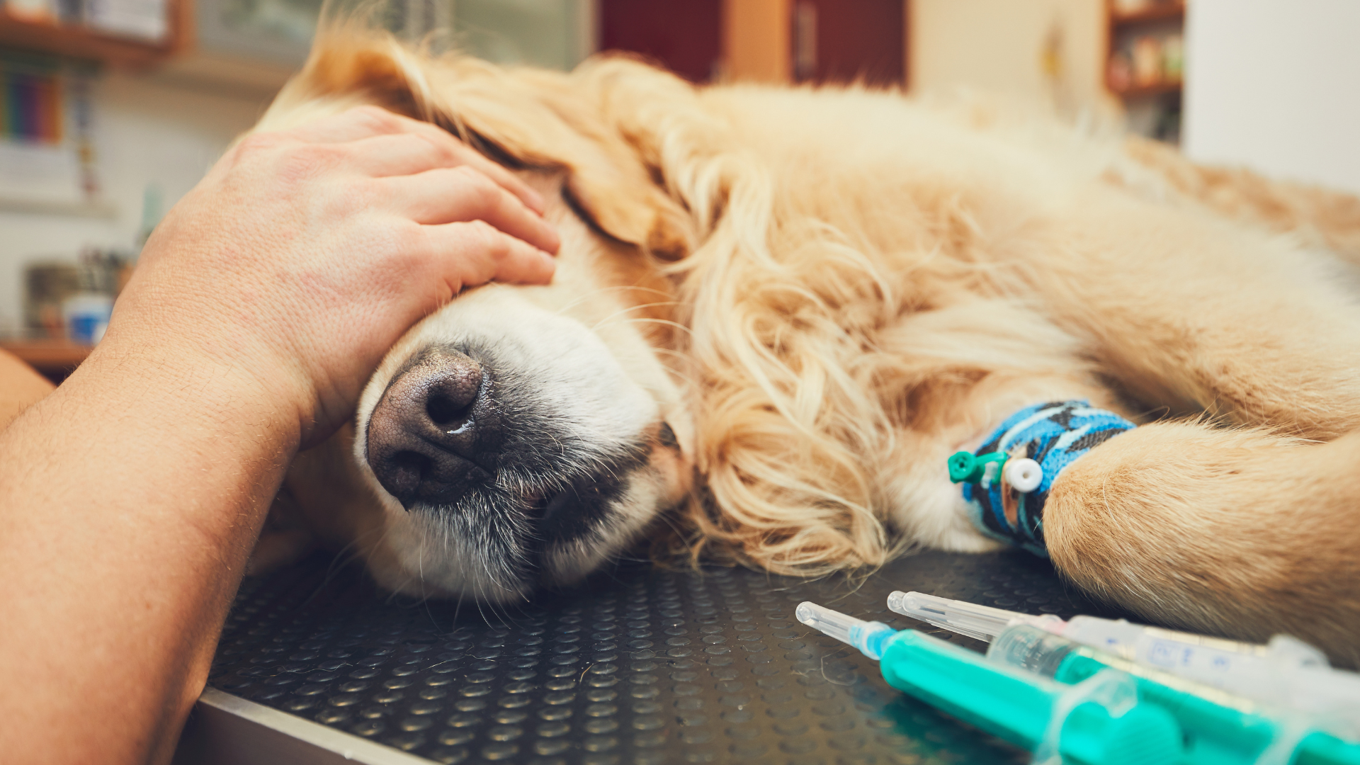 Can Dogs Get Sick from Humans