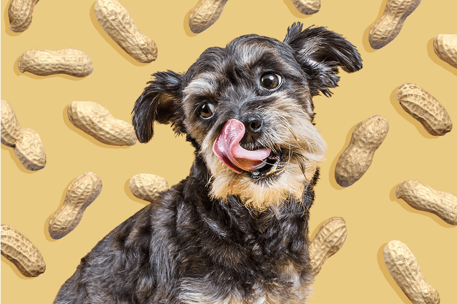 Can Dogs Have Peanuts