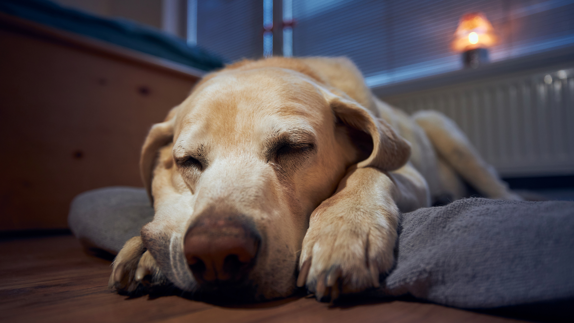Can You Leave Your Dog Overnight?