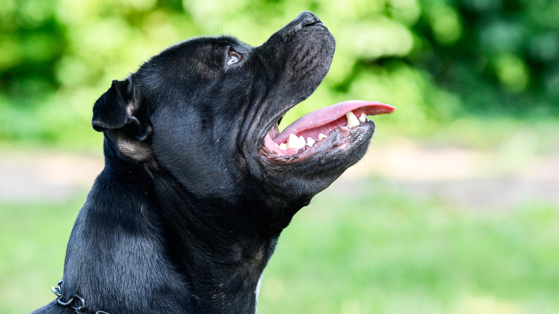 Cane Corso Bite Force