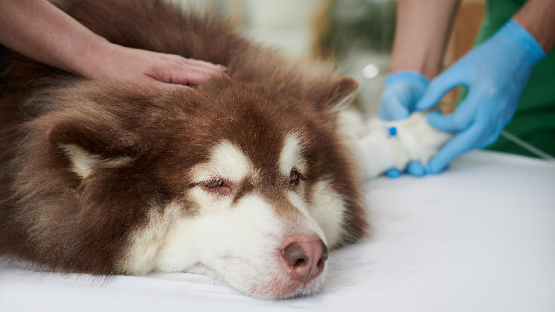 Canine Sleep Apnea