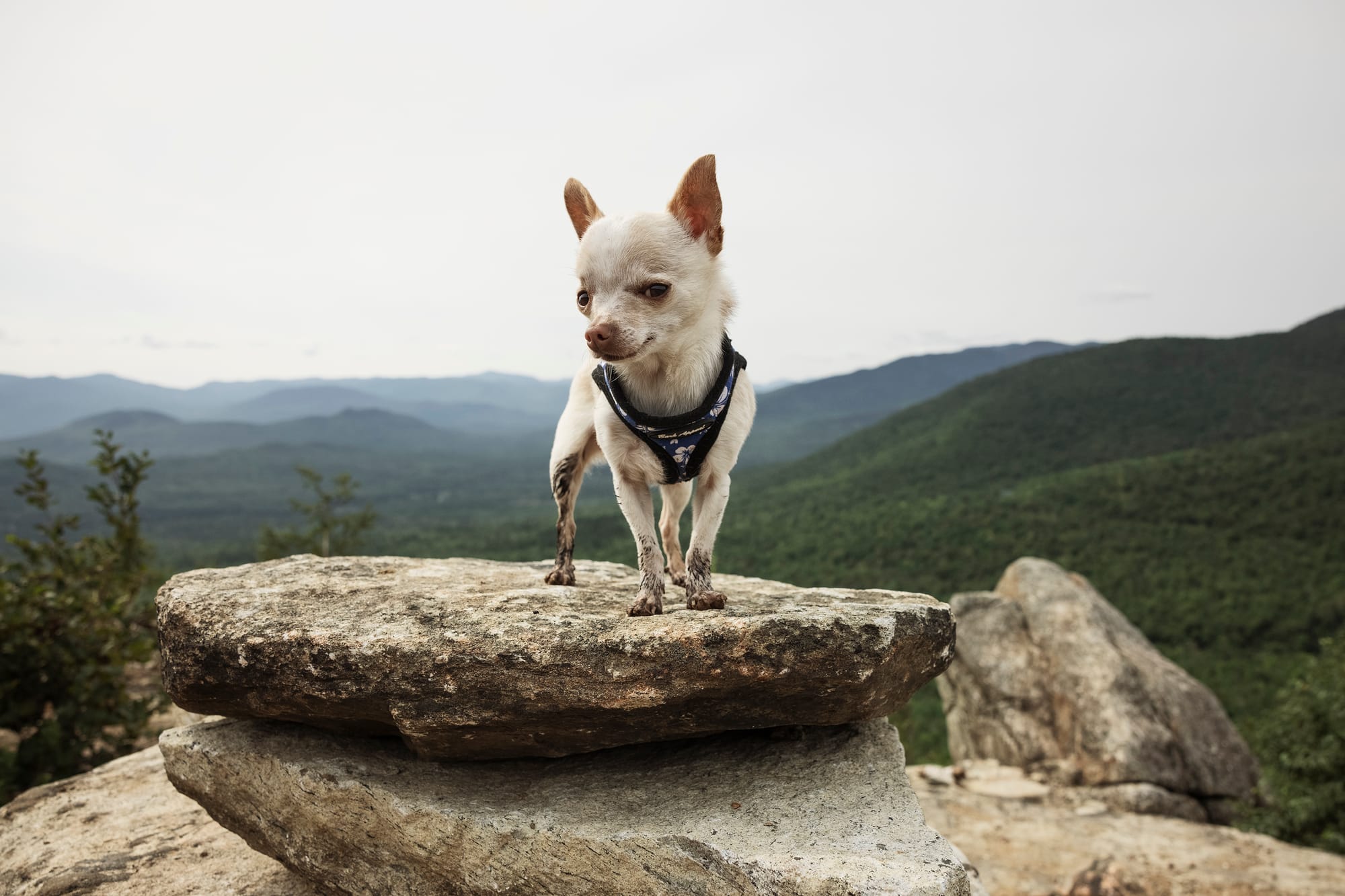 DOGFLUENCERS: Meet Mr. Pink, Nita & Vinnie, Your New Adventure Buddies