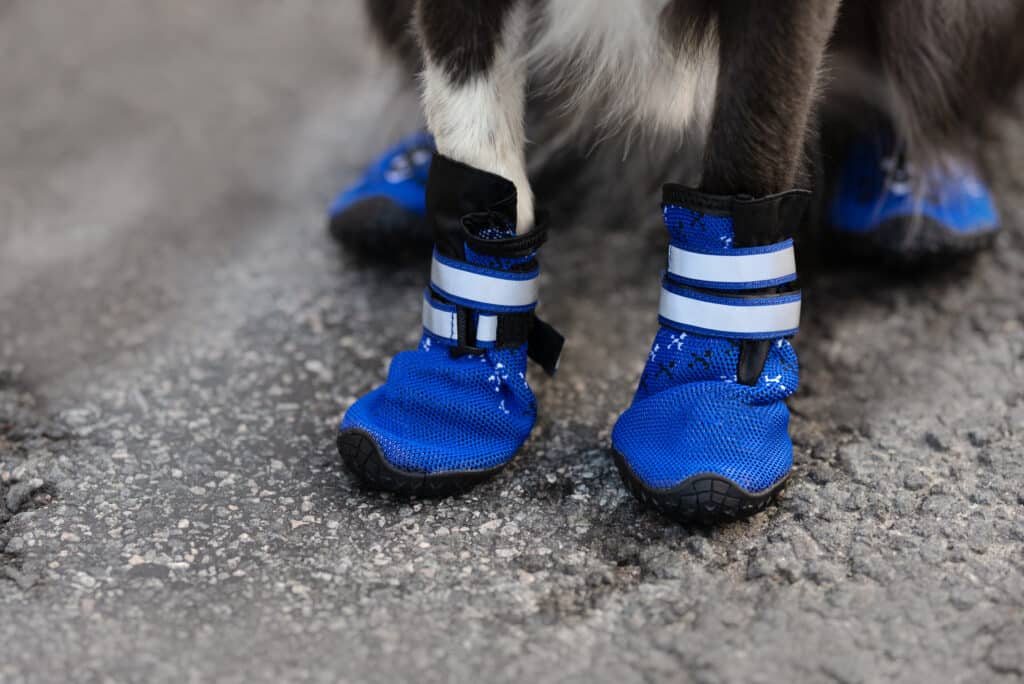 Top footwear for dog walking