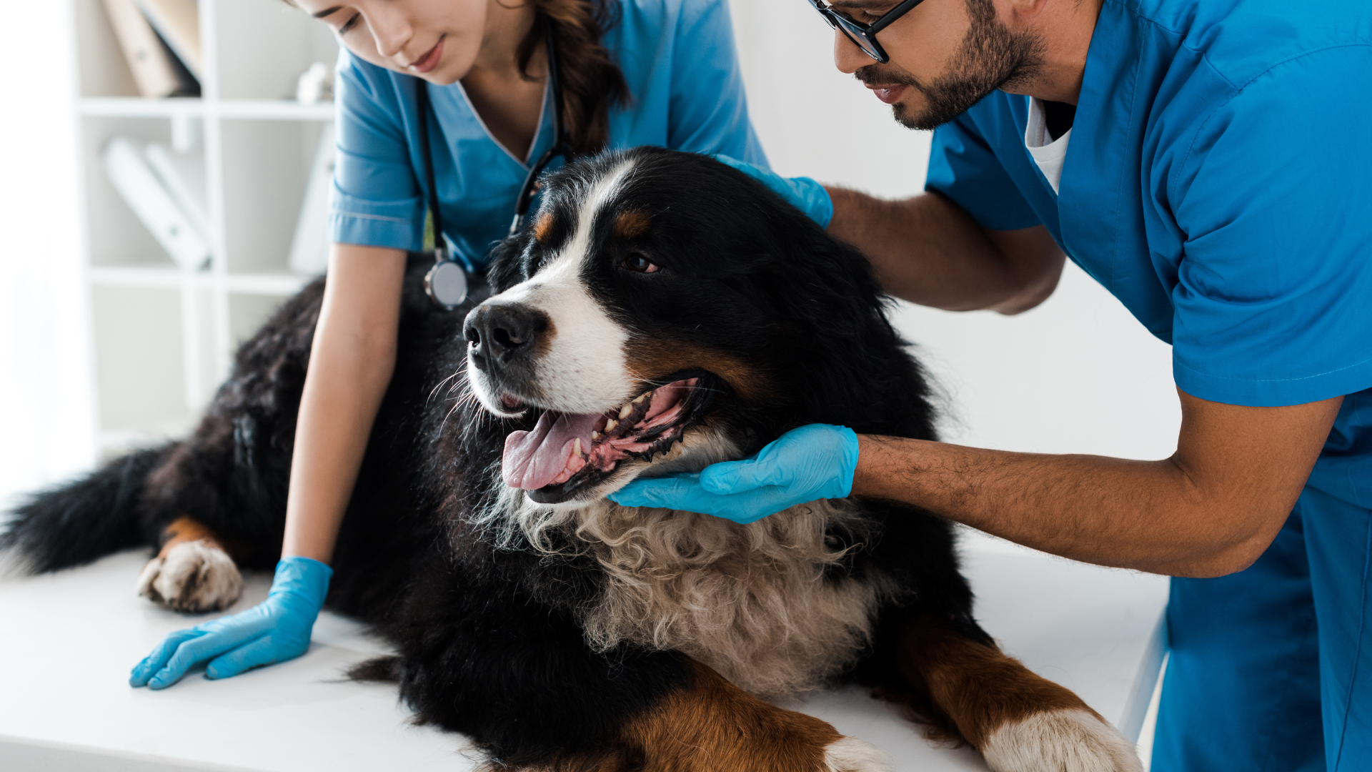 Colitis in Dogs