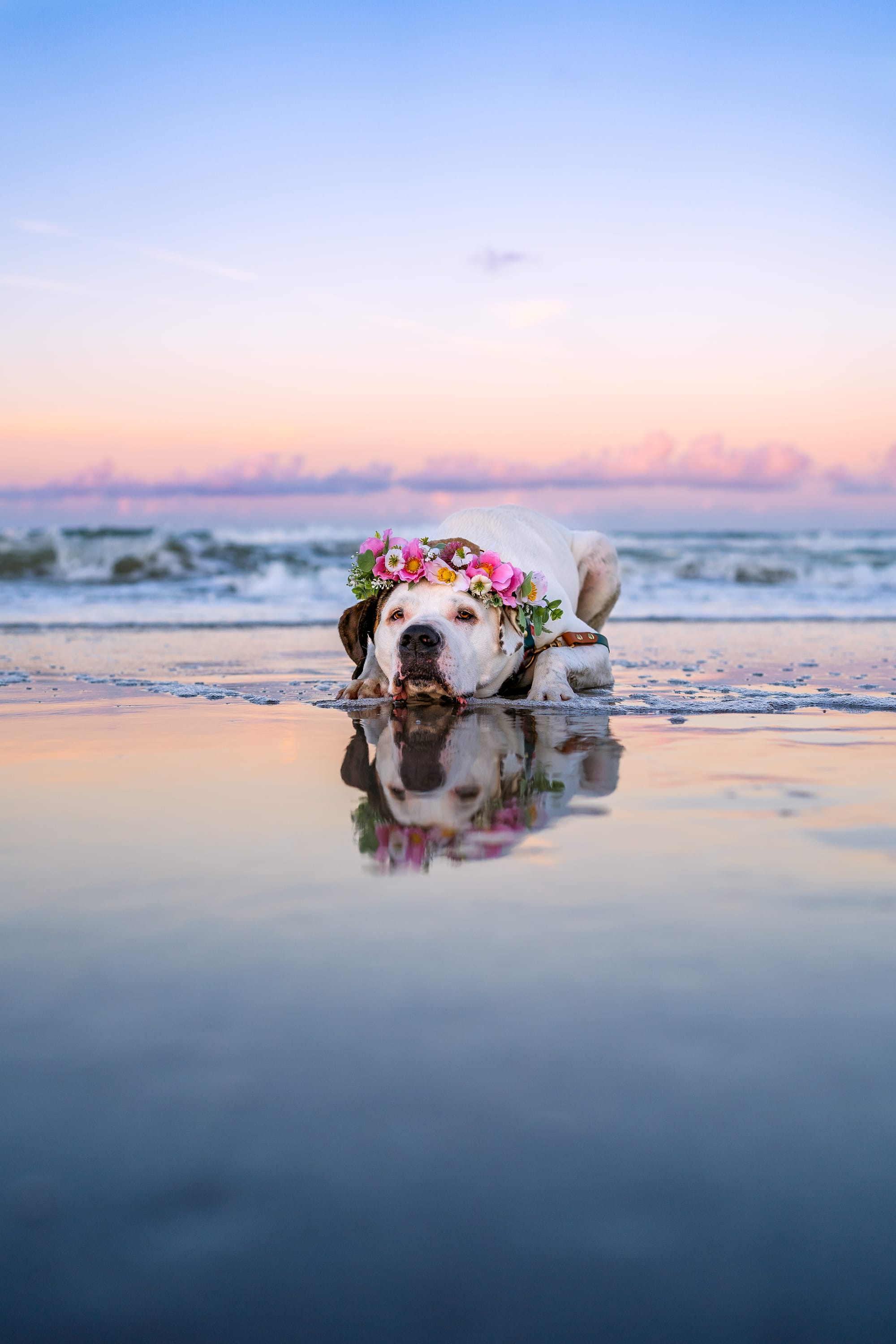 DOGFLUENCERS: Meet Paisley, Florida's Favorite Local