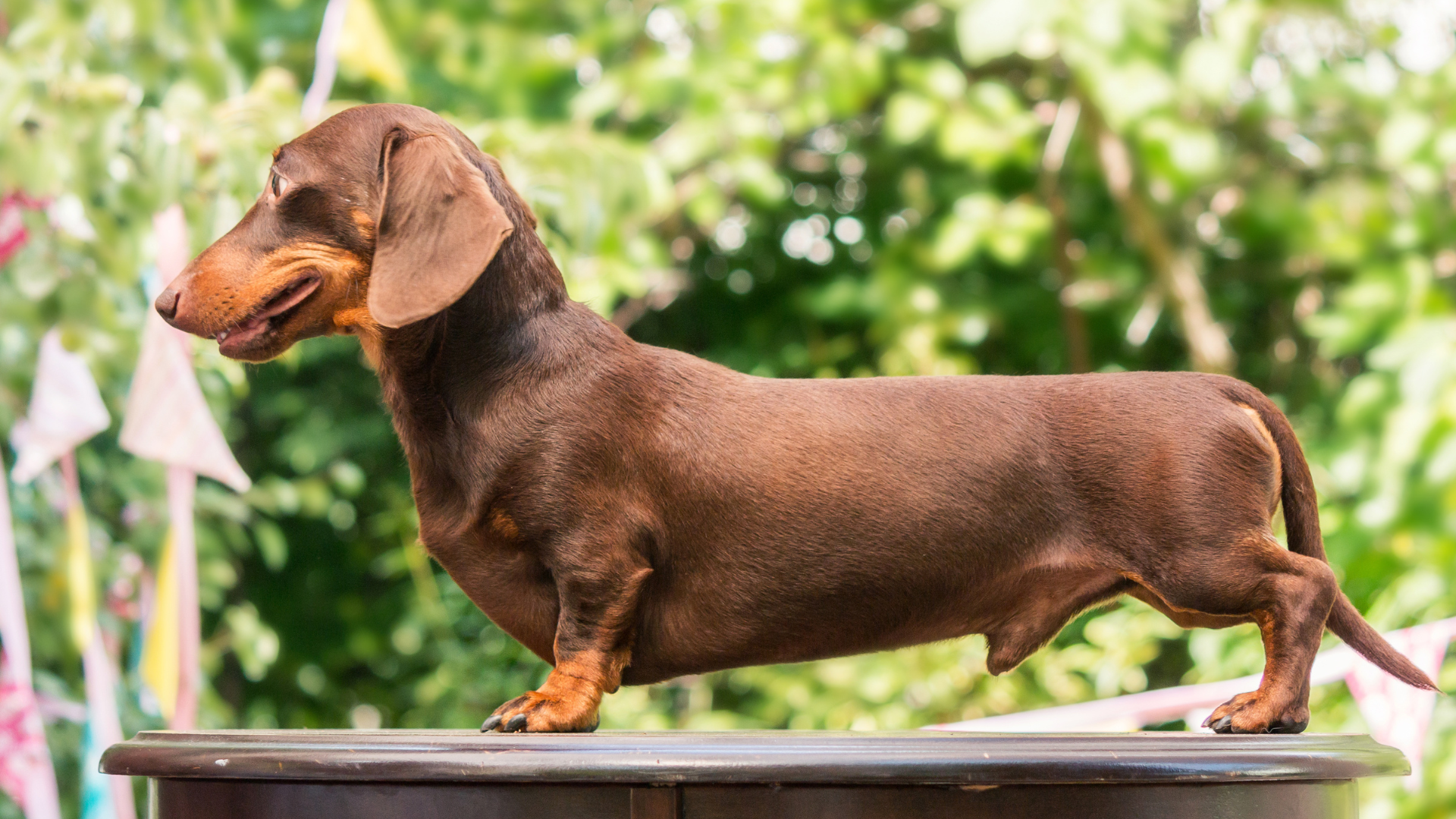 Top Low-Maintenance Dog Breeds for Busy Singles