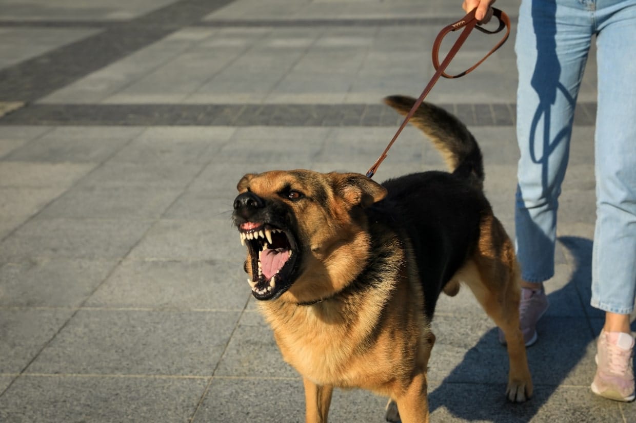 Dealing with Aggressive Dogs While Walking