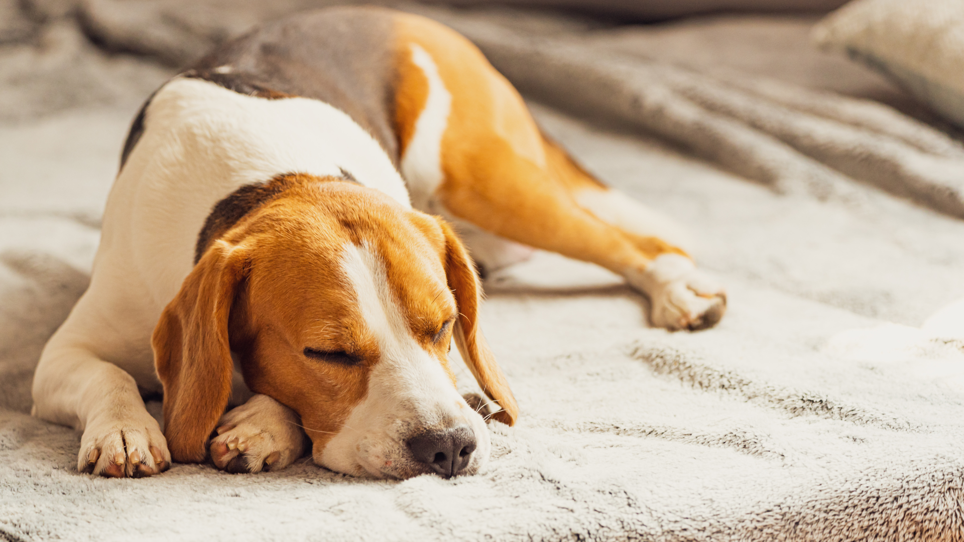 Dog Breed Sleep Impact