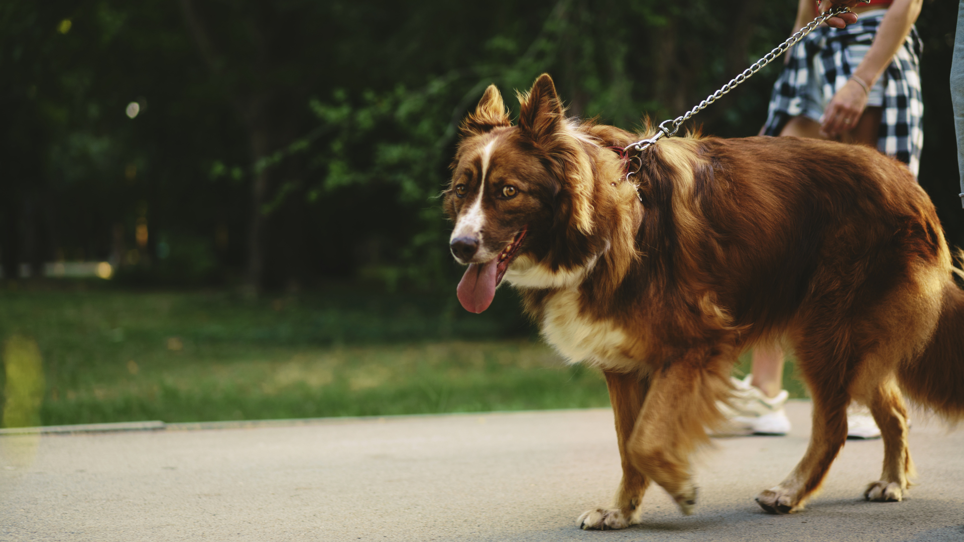 Dog Breeds That Love Long Walks