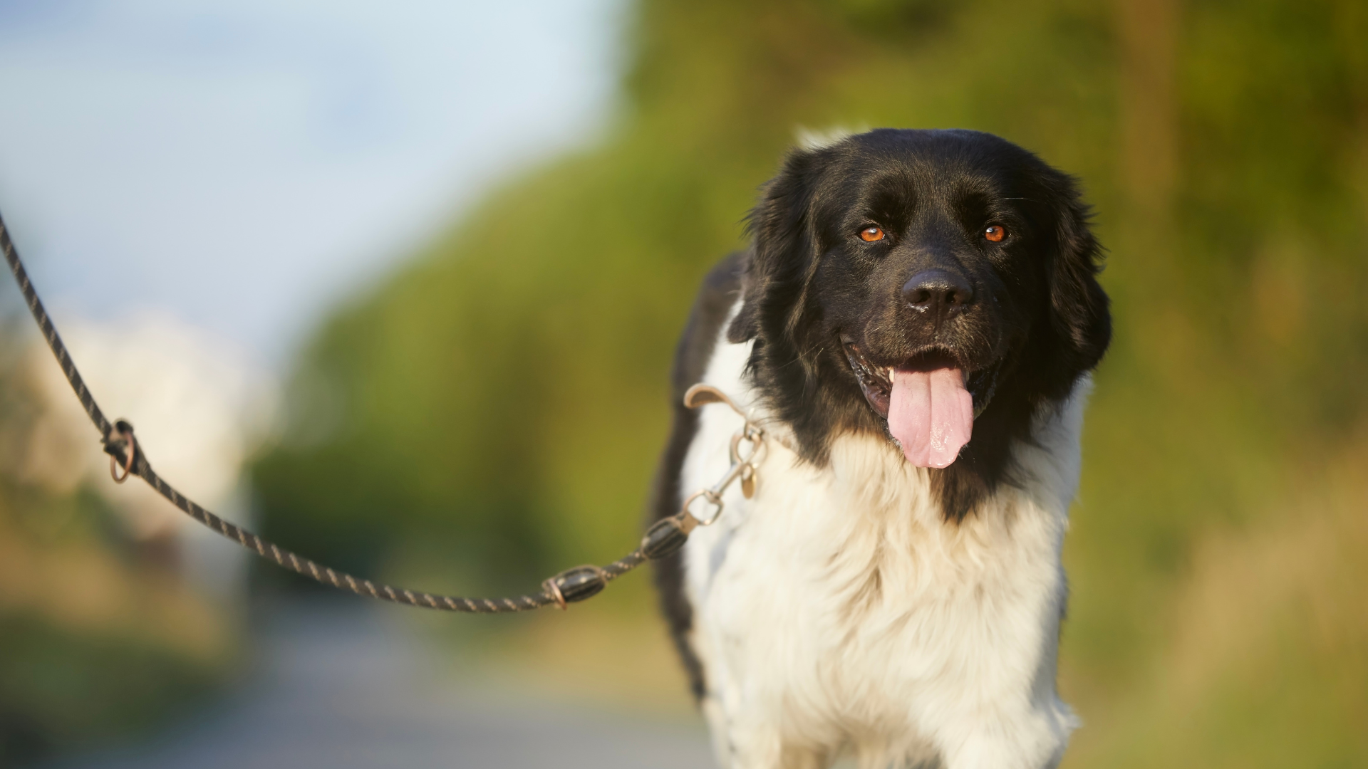 Dog Breeds That Love Long Walks