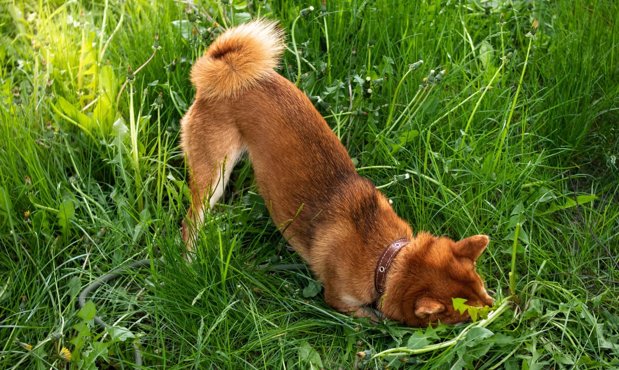 Dog Urine Killing Grass