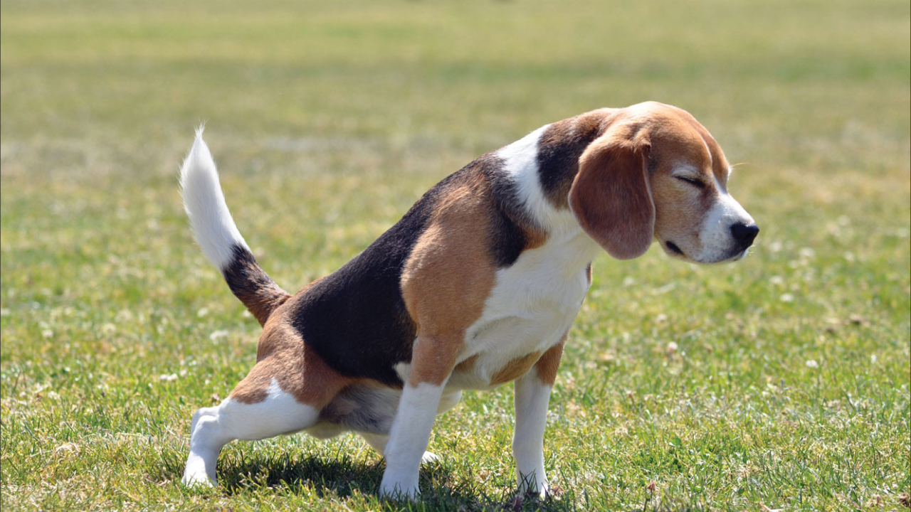 How Big is a Dog's Bladder