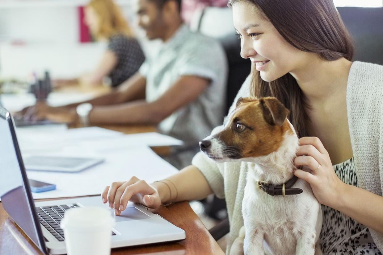 Best Dogs for Single Professionals with Long Work Hours