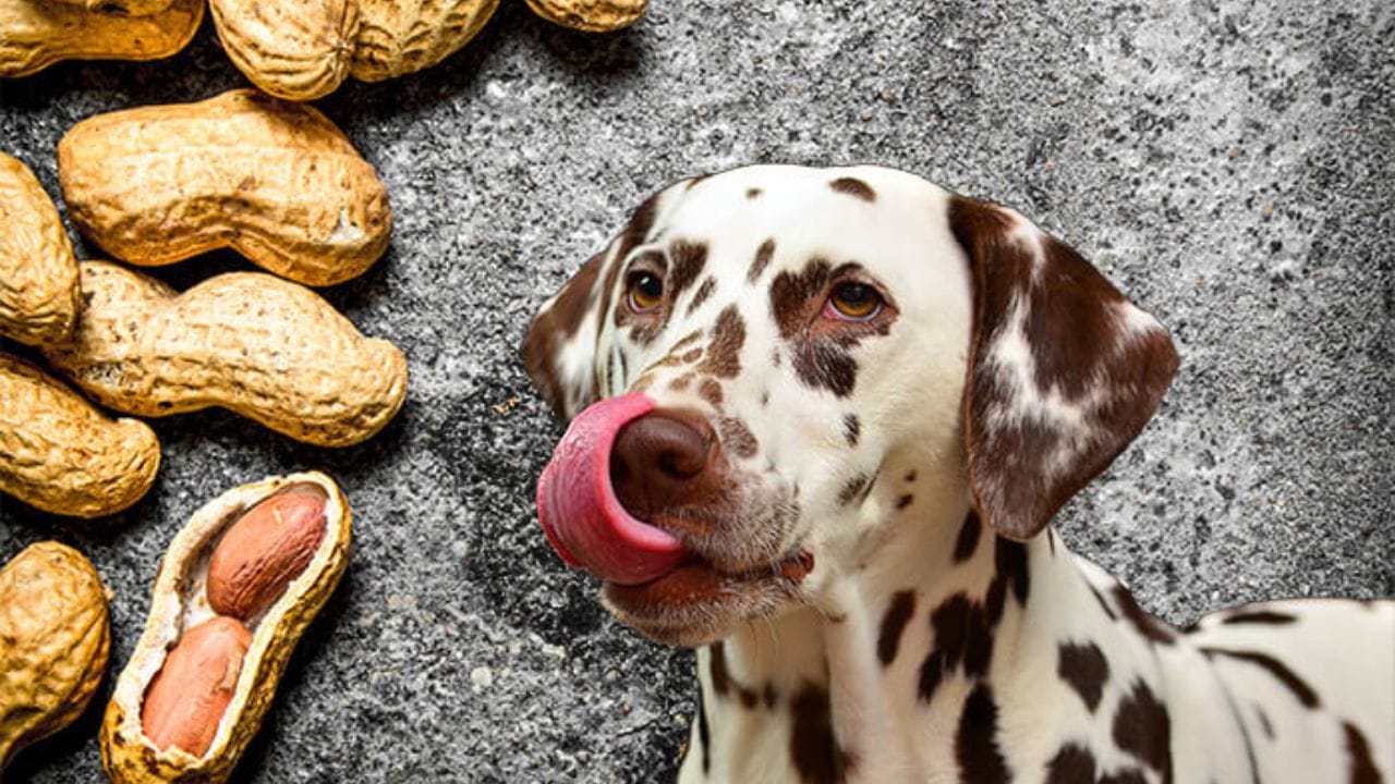 Can Dogs Have Peanuts