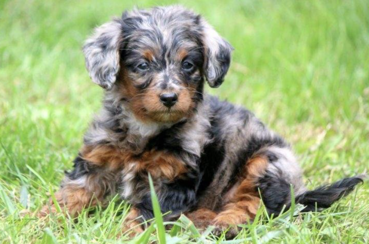Best Collar for a Doxiepoo Puppy