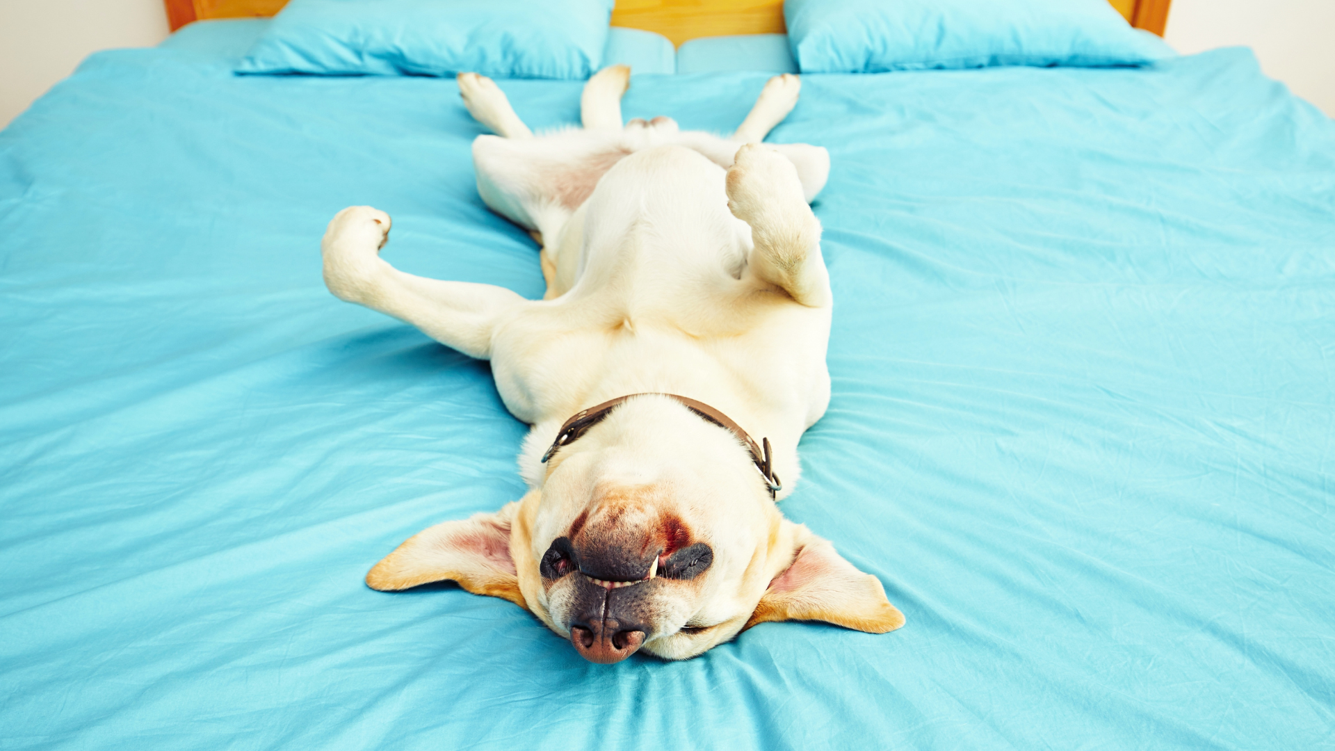 Enhancing Your Dog's Sleep