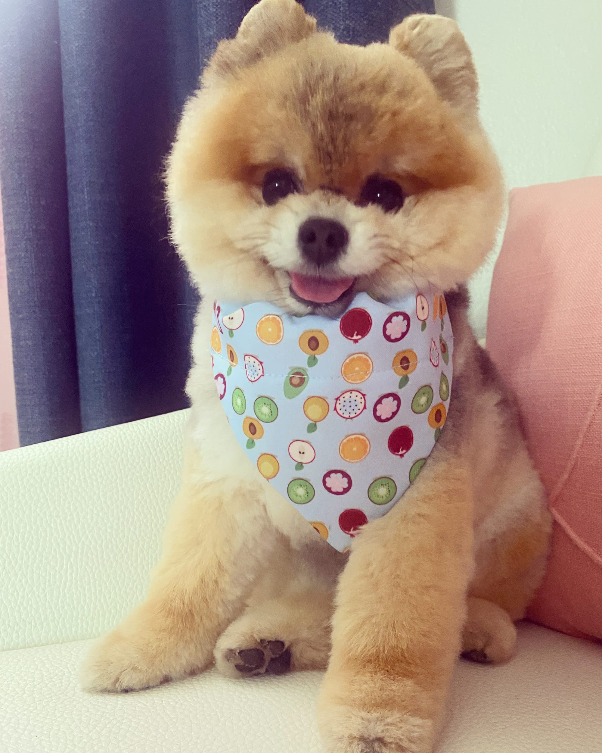 DOGFLUENCERS: Meet Bearluke, The Most Adorable Tiny Pom