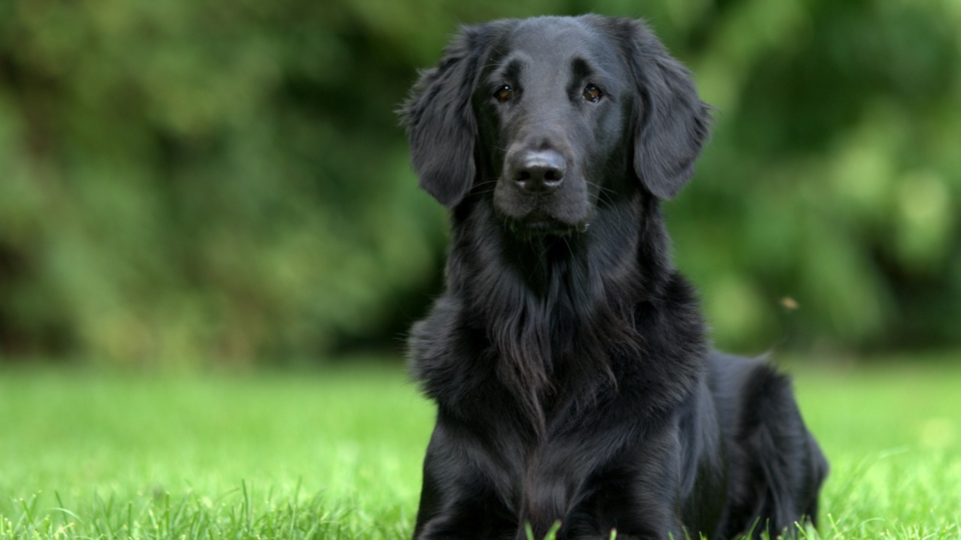 Best Big Black Dog Breeds