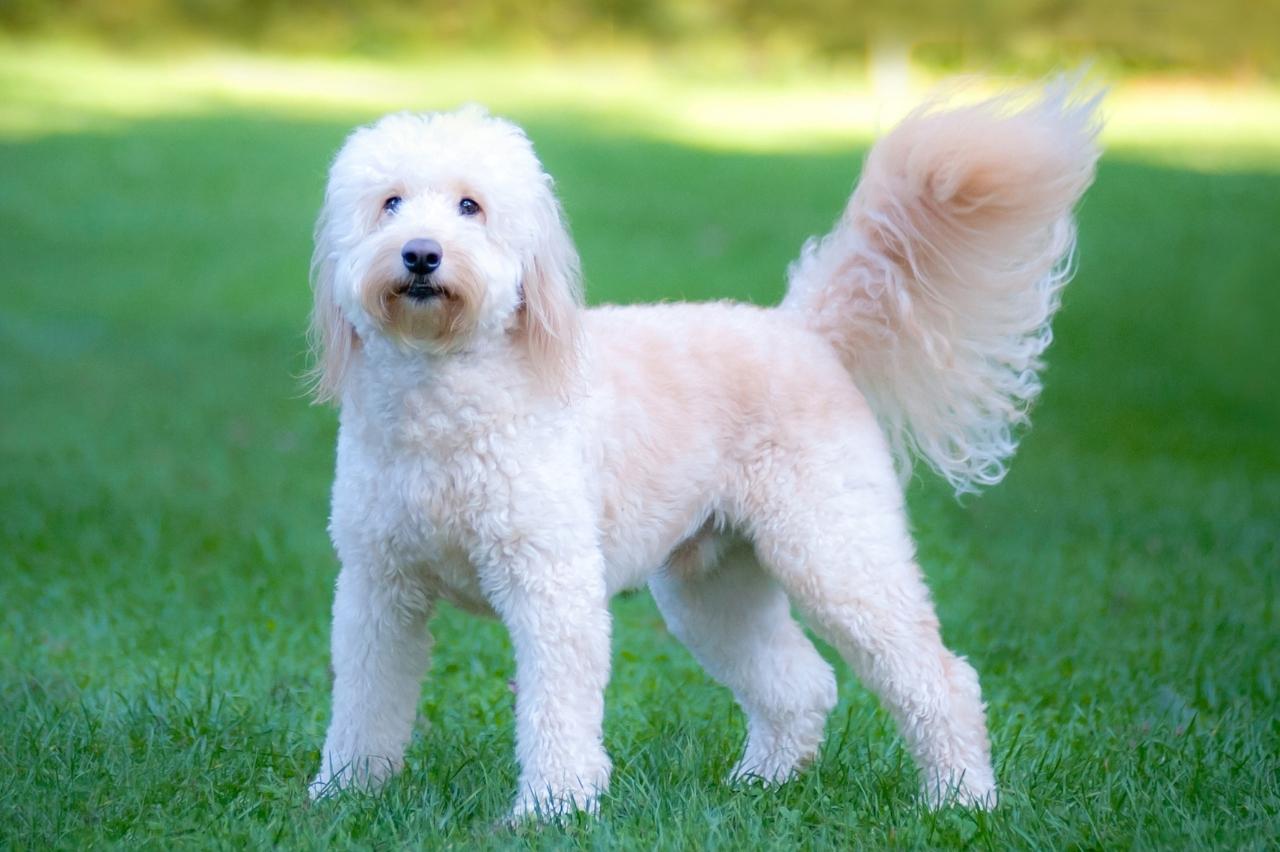 How Long Can Goldendoodles Hold Their Bladder